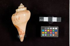 Foto (Seitenansicht) von Pyrulaschnecke (NHMW-ZOO-MO-0081100-ETH-109)
